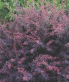 BERBERYS THUNBERGA ROSE GLOW