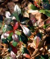 BERBERYS POŚREDNI RED JEWEL