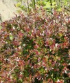 BERBERYS POŚREDNI RED JEWEL