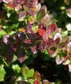 BERBERYS POŚREDNI RED JEWEL