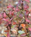 BERBERYS THUNBERGA BAGATELLE