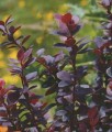 BERBERYS THUNBERGA BAGATELLE
