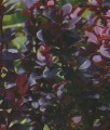 BERBERYS THUNBERGA BAGATELLE