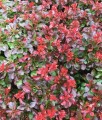 BERBERYS THUNBERGA BAGATELLE