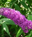 BUDLEJA DAWIDA BORDER BEAUTY