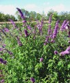 BUDLEJA DAWIDA BORDER BEAUTY
