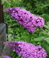 BUDLEJA DAWIDA BORDER BEAUTY