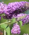 BUDLEJA DAWIDA BORDER BEAUTY