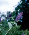 BUDLEJA DAWIDA EMPIRE BLUE