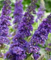 BUDLEJA DAWIDA EMPIRE BLUE