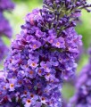 BUDLEJA DAWIDA EMPIRE BLUE
