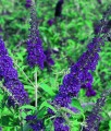 BUDLEJA DAWIDA EMPIRE BLUE