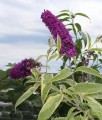 BUDLEJA DAWIDA HARLEQUIN