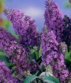 BUDLEJA DAWIDA LOCHINCH