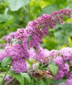 BUDLEJA DAWIDA PINK DELIGHT