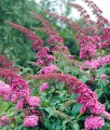 BUDLEJA DAWIDA PINK DELIGHT