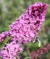 BUDLEJA DAWIDA PINK DELIGHT