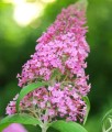 BUDLEJA DAWIDA PINK DELIGHT