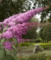 BUDLEJA DAWIDA PINK DELIGHT