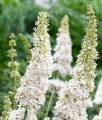 BUDLEJA DAWIDA WHITE PROFUSION