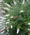 BUDLEJA DAWIDA WHITE PROFUSION
