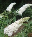 BUDLEJA DAWIDA WHITE PROFUSION