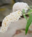 BUDLEJA DAWIDA WHITE PROFUSION