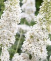 BUDLEJA DAWIDA WHITE PROFUSION