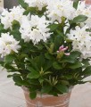 RHODODENDRON RÓŻANECZNIK CUNNINGHAM WHITE W DONICY