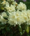 RHODODENDRON RÓŻANECZNIK CREAM CREST W DONICY
