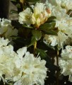 RHODODENDRON RÓŻANECZNIK CREAM CREST W DONICY