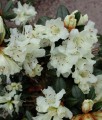RHODODENDRON RÓŻANECZNIK CREAM CREST W DONICY
