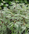 DEREŃ BIAŁY SIBIRICA VARIEGATA