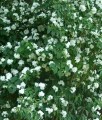 JAŚMINOWIEC BOUQUET BLANC