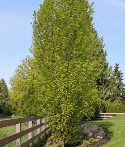 Grab Pospolity Fastigiata kolumnowy w donicy