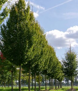 Grab Pospolity kolumnowy Frans Fontaine w donicy