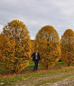 Grab pospolity Monumentalis kolumnowy w donicy
