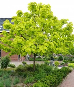 Katalpa/Surmia Bignoniowa Aurea w donicy