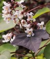 Katalpa Fioletowa Purpurea w donicy