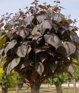 Katalpa Fioletowa Purpurea w donicy