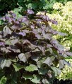 Katalpa Fioletowa Purpurea w donicy
