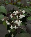 Katalpa Fioletowa Purpurea w donicy