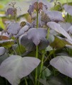 Katalpa Fioletowa Purpurea w donicy