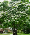 Katalpa/Surmia wielkokwiatowa w donicy