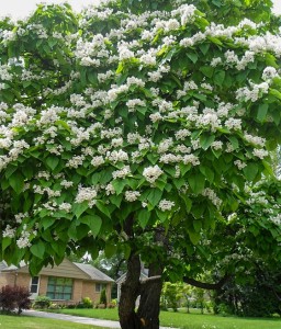 Katalpa/Surmia wielkokwiatowa w donicy