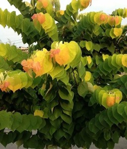 Judaszowiec Kanadyjski Heart of Gold w donicy