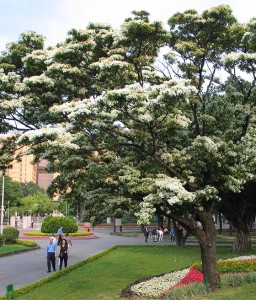 Śniegowiec Chiński w donicy