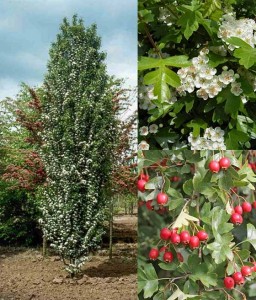 Głóg Jednoszyjkowy Stricta Kolumnowy w donicy