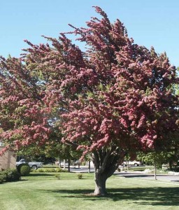 Głóg Mordeński Toba w donicy