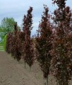 Buk pospolity Dawyck Purple kolumnowy w donicy